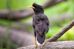 Great Myna