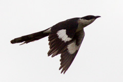 Jacobin Cuckoo