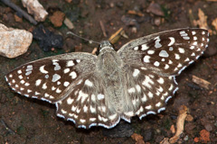 Spotted Angle