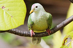 Atoll Fruit Dove