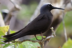 Black Noddy