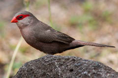 Common Waxbill