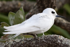 Common White Tern