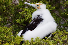 Great Frigatebird