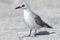 Grey Ternlet