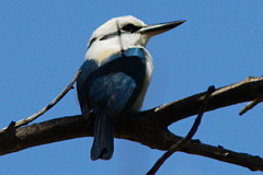 Marquesan Kingfisher