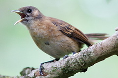 Marquesan Monarch