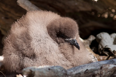 Murphy's Petrel