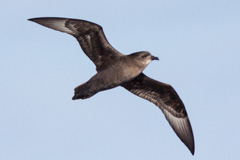 Murphy's Petrel