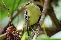 Northern Marquesan Reed Warbler