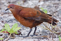 Polynesian Ground Dove