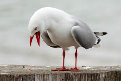 Red-billed Gull