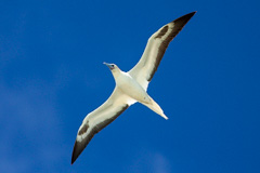 Red-footed Booby