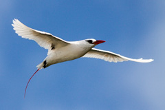 Red-tailed Tropicbird