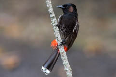 Red-vented Bulbul