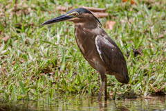 Little Heron