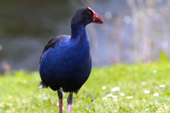 Australasian Swamphen