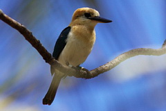 Tuamotu Kingfisher