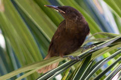 Tahiti Reed Warbler