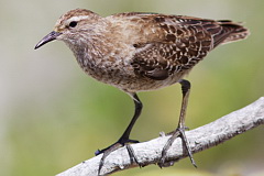 Tuamotu Sandpiper