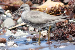 Wandering Tattler