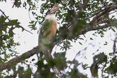 Austen's Brown Hornbill