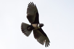 Black Baza