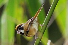 Black-eared Parrotbill