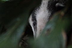 Hog Badger