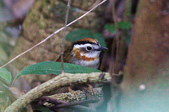 Rufous-throated Fulvetta