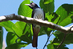 Silver Oriole