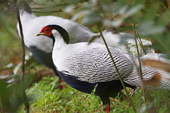 Silver Pheasant