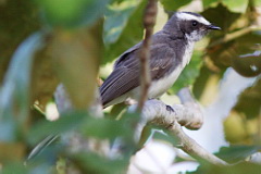 White-browed Fantail