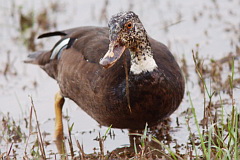 White-winged Duck