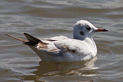 Black-headed Gull