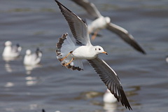 Brown-headed Gull