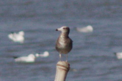 Black-tailed Gull