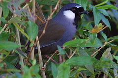 Black-throated Laughingthrush