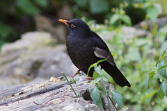 Grey-winged Blackbird