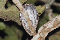 Oriental Scops Owl