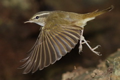 possible Sakhalin Leaf Warbler