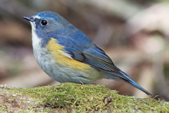 Red-flanked Bluetail