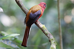 Red-headed Trogon