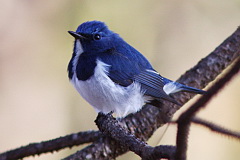 Ultramarine Flycatcher