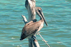 Brown Pelican