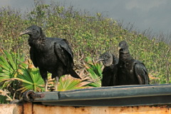 Black Vulture