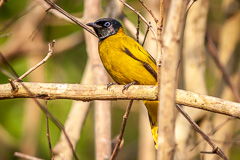 Black-headed Bulbul