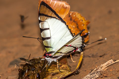 Four-bar Swordtail