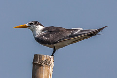 Greater Crested Tern