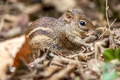 Indochinese Ground Squirrel